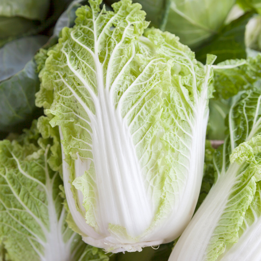 Chinese Cabbage (petsai)