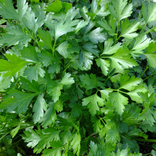 Parsley - Flat Leaves