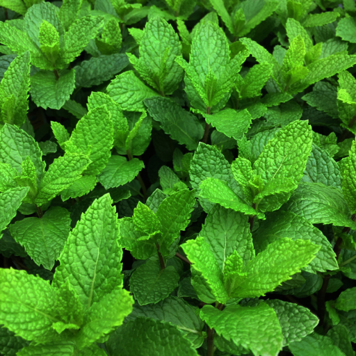 Mint - Menthe