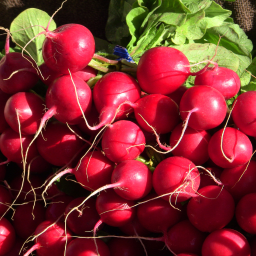 Red Radish (radis)