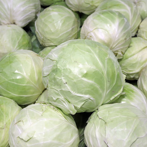 Cabbage - Chou Vert